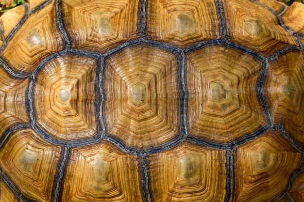 tortuga