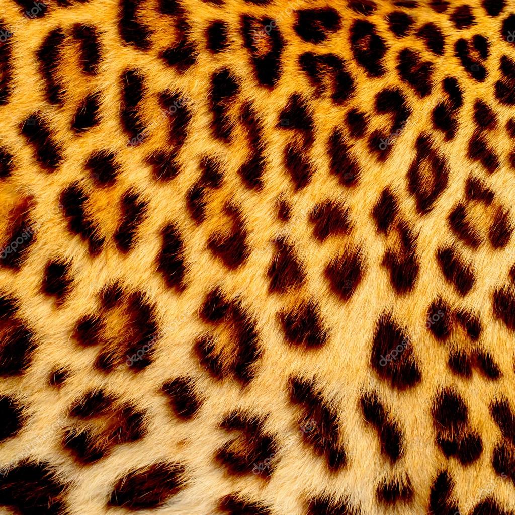 Piel Leopardo 