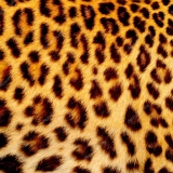 Piel Leopardo 