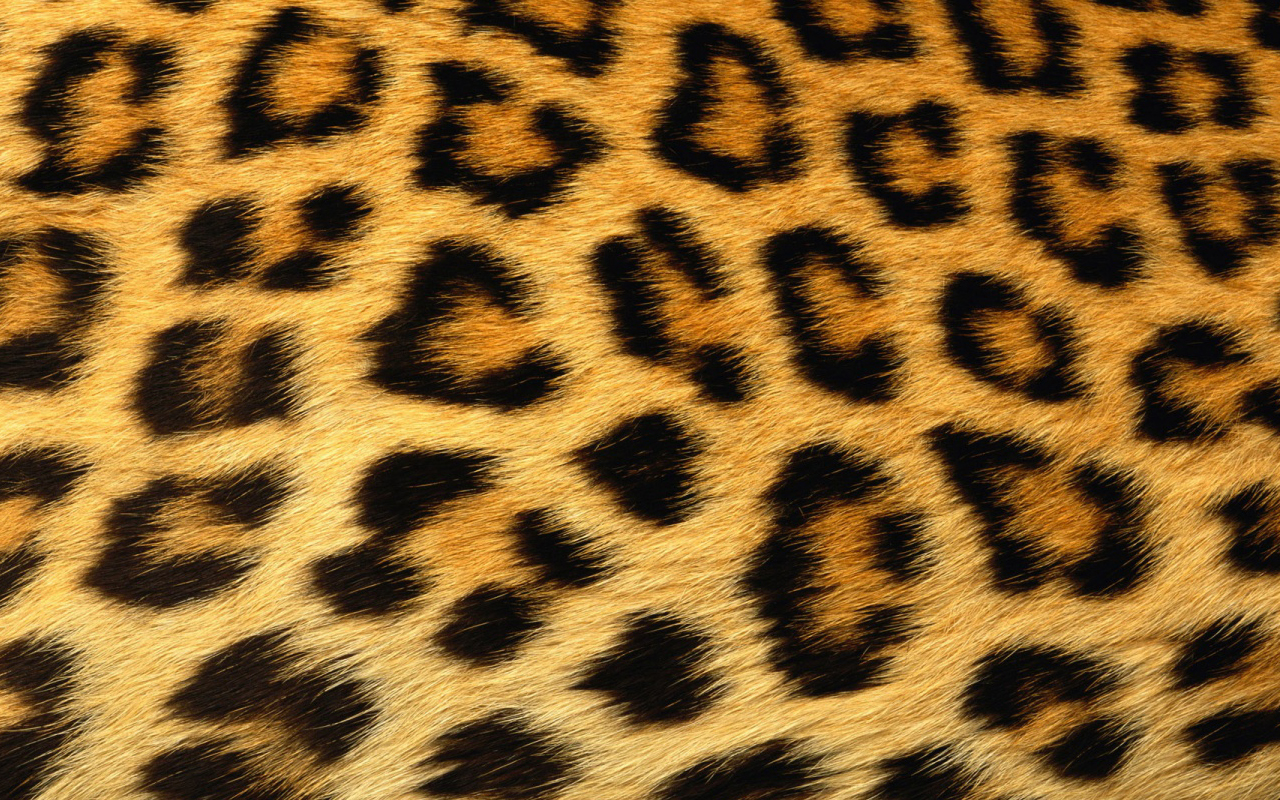 Piel Leopardo 